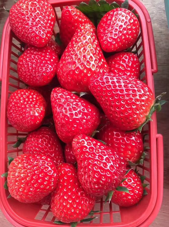 草莓的实拍图 关于草莓 s trawberry 关于草莓 草莓酸酸甜甜,一直都