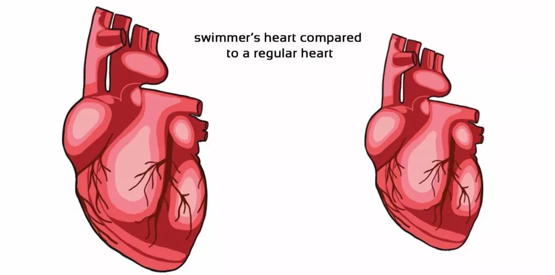 游泳运动员都有一颗大心脏