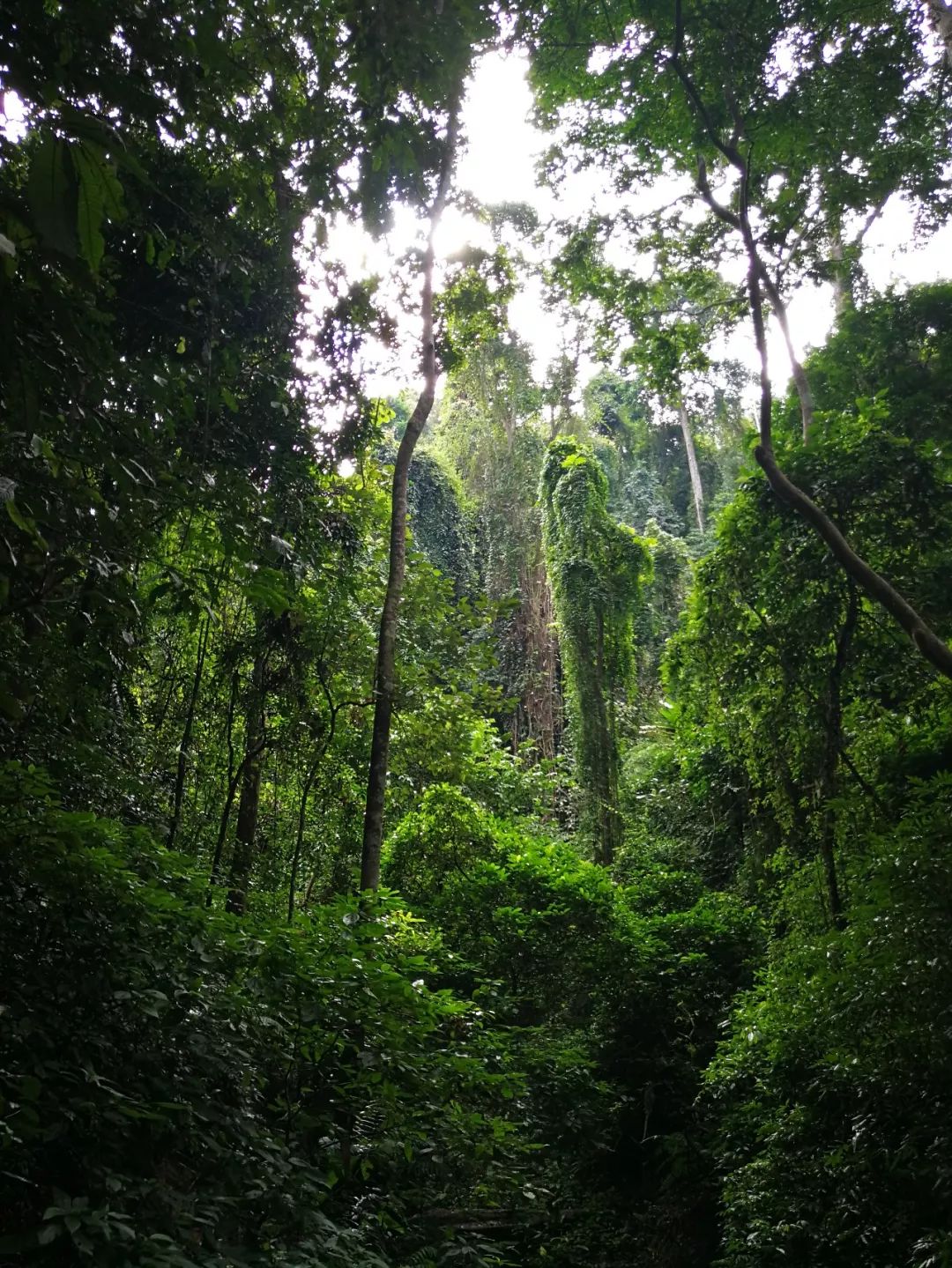 热带雨林八大奇观
