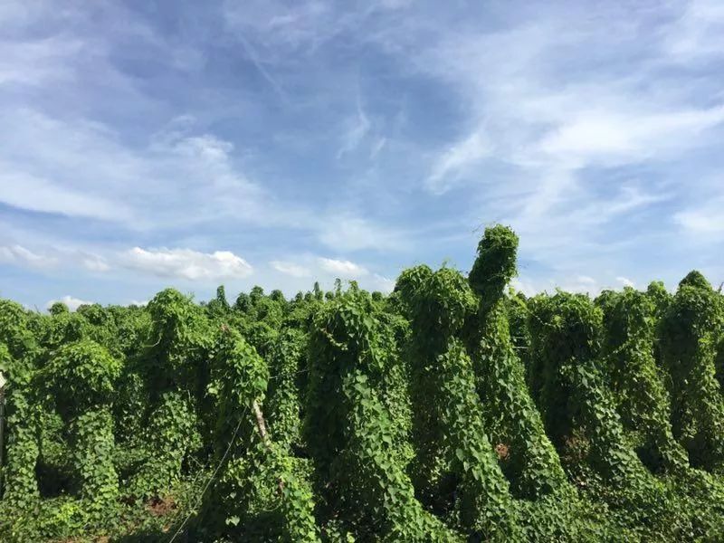 粉防己种植基地