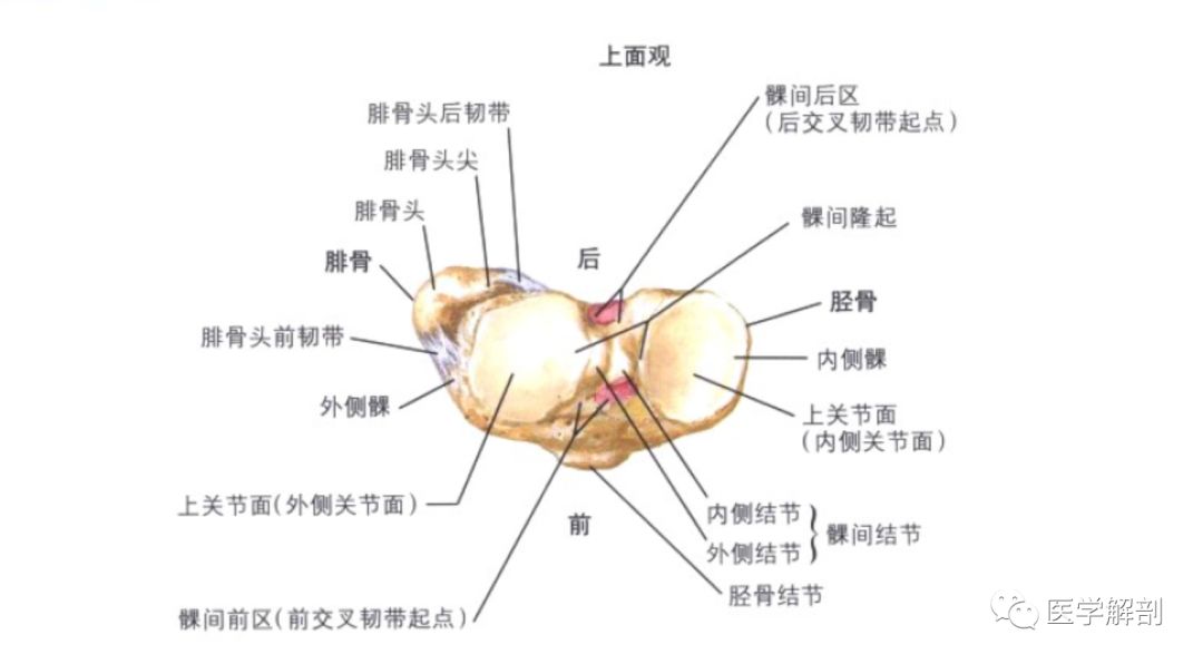 小腿骨(胫腓骨)解剖图谱