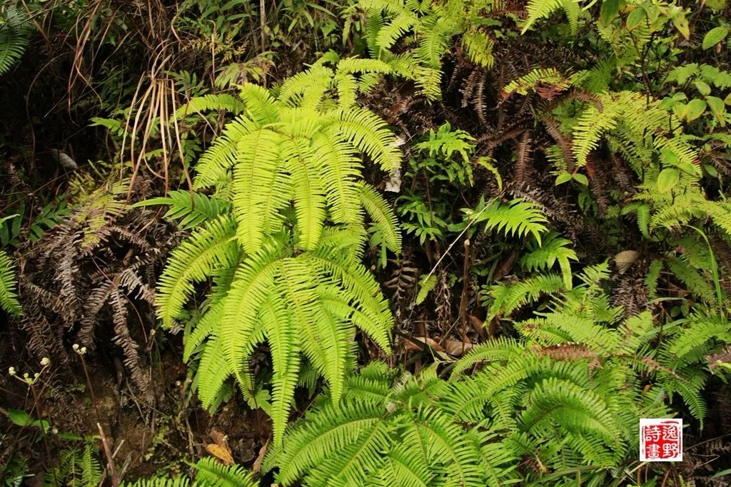 割山草逸野村庄记忆之十五wind朗诵