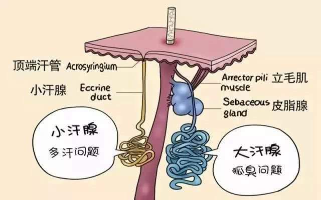 大S揭女藝人與汗腺的鬥爭史，張雨綺有狐臭是真是假 娛樂 第11張