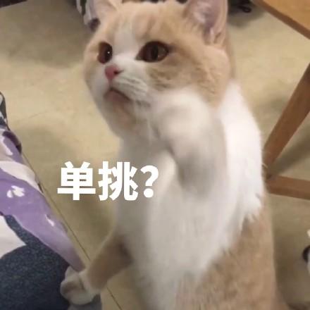 猫咪表情包你说什么我没带眼镜