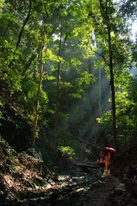 探寻原始森林秘境,体验沟谷雨林里的孔雀世界!