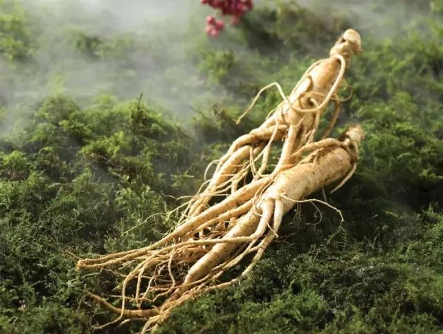 人参属于五加科药用植物的根茎,多干燥后使用.