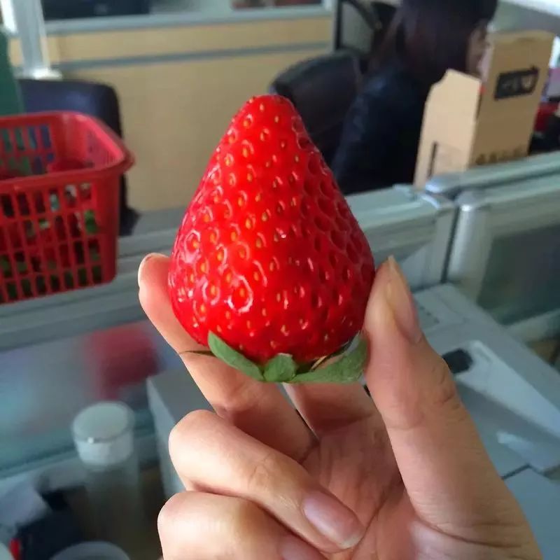 草莓的实拍图 关于草莓 s trawberry 关于草莓 草莓酸酸甜甜,一直都