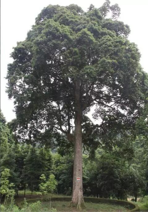 金丝楠木活树全貌