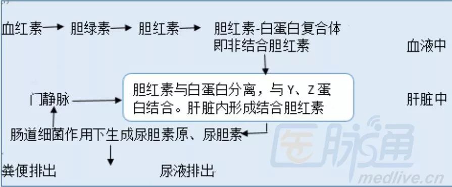 尿胆红素:dbil为水溶性可透过肾小球基底膜在尿中出现,ibil不能在尿中