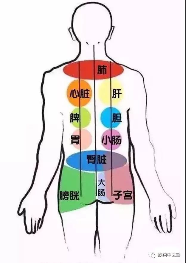 人体的五脏六腑均可在背部找到相应的对应区,如: 背上部对应肺和心脏