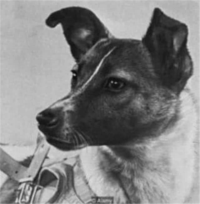 曾为人类太空做贡献的狗狗，如今怎样了？它仍在太空中漂浮！