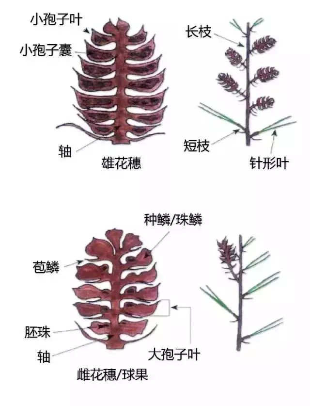 认植物|史上最全植物形态图解,可当教材!_禾本科