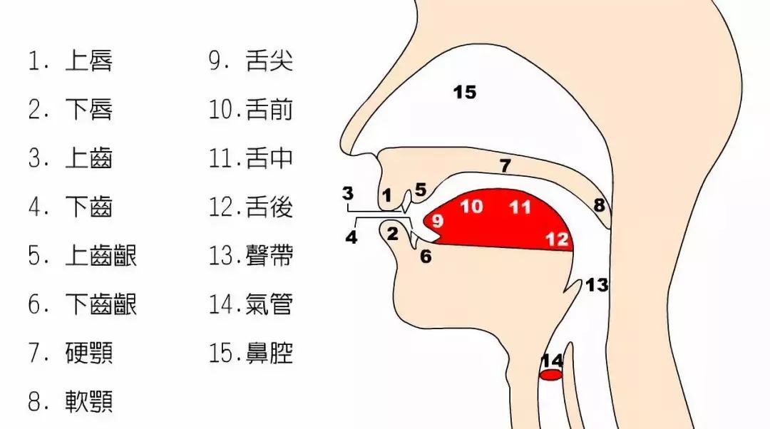 学习音标如何发音?