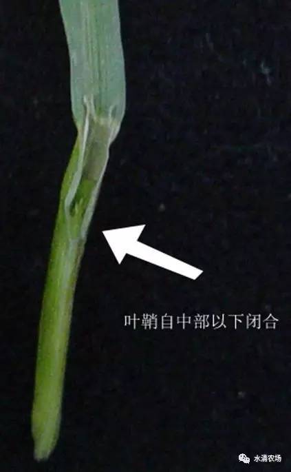 看叶鞘,一眼区分硬草和看麦娘