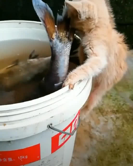 小橘貓趴在水桶上，嘴巴咬著魚尾巴，網友笑噴：放棄吧，你吃不了 萌寵 第2張
