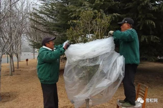 绿化树木冬季养护要点