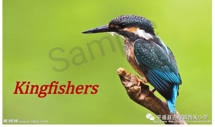 149的同学也不甘示弱哦,两组同学分别表演了《the kingfishers》.