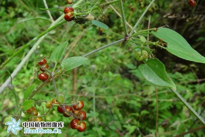 茜草妇科首方之要药