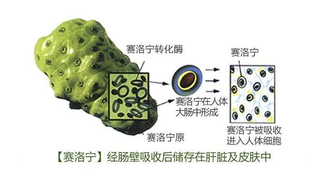 "过去没有人了解赛洛宁对于人体的必要性,血液中也几乎找不到赛洛宁的