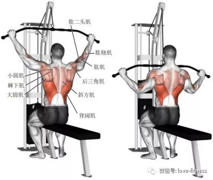 9个背部肌肉训练图解每个动作练哪里一目了然