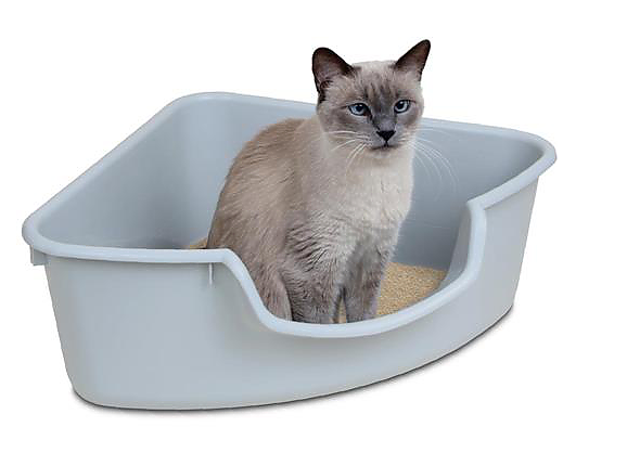 貓咪為什麼會吃貓砂？可能是缺少微量元素，提醒你該換貓糧了 萌寵 第3張