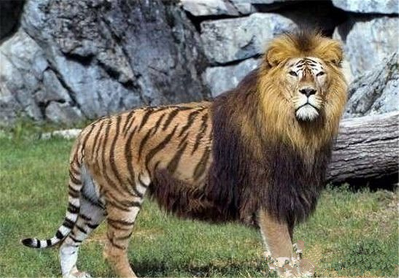 狮王和老虎杂交生下来的后代,狮虎兽看着就萌呆呆的