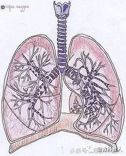 呼吸系统解剖示意图