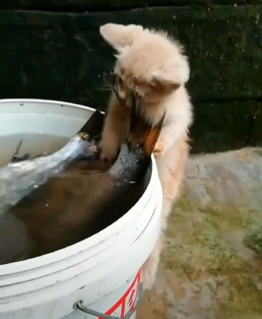 小橘貓趴在水桶上，嘴巴咬著魚尾巴，網友笑噴：放棄吧，你吃不了 萌寵 第4張