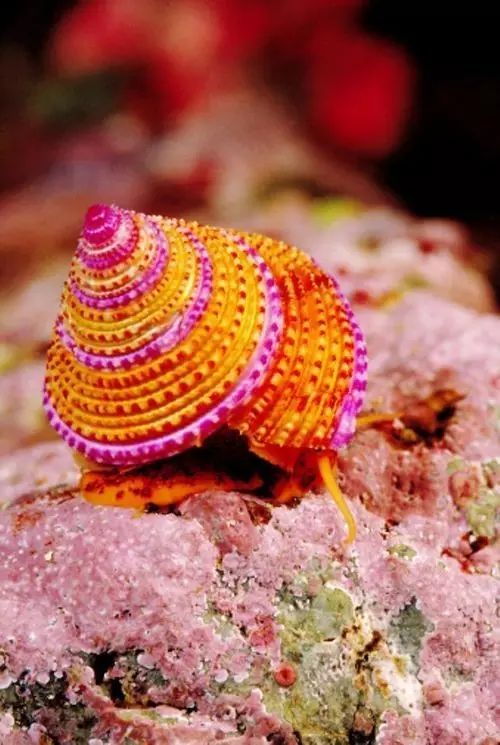美丽的海螺世界太罕见了