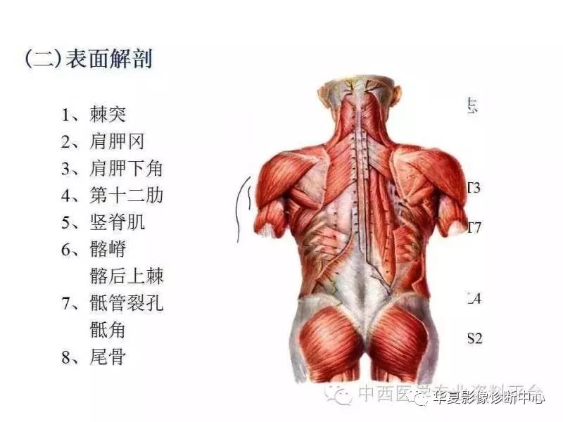 详细人体解剖之脊柱【医学课件】大家都收藏了