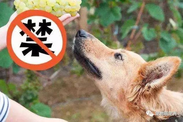 狗狗能吃的蔬菜和水果！以及哪些食物寵物狗不能吃？ 萌寵 第8張
