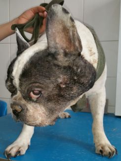 精华病例吐血分享一例犬耵聍腺瘤