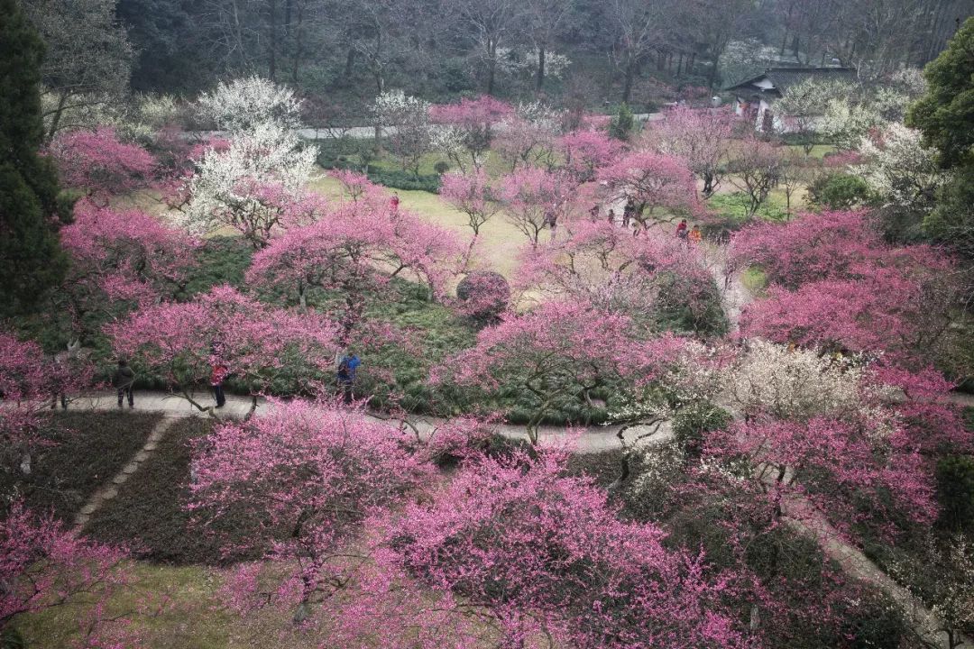 灵峰探梅(杭州植物园 往年图)