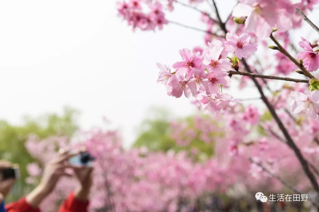 2019年 | 樱花攻略,5个樱花醉佳观赏地,保证你今年一定看得到