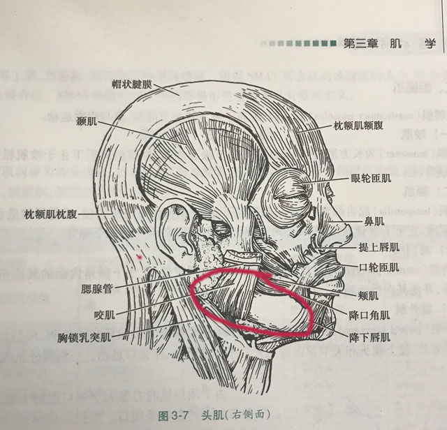 原创救救脸大的人吧想削骨却又担心脸下垂这是真的吗