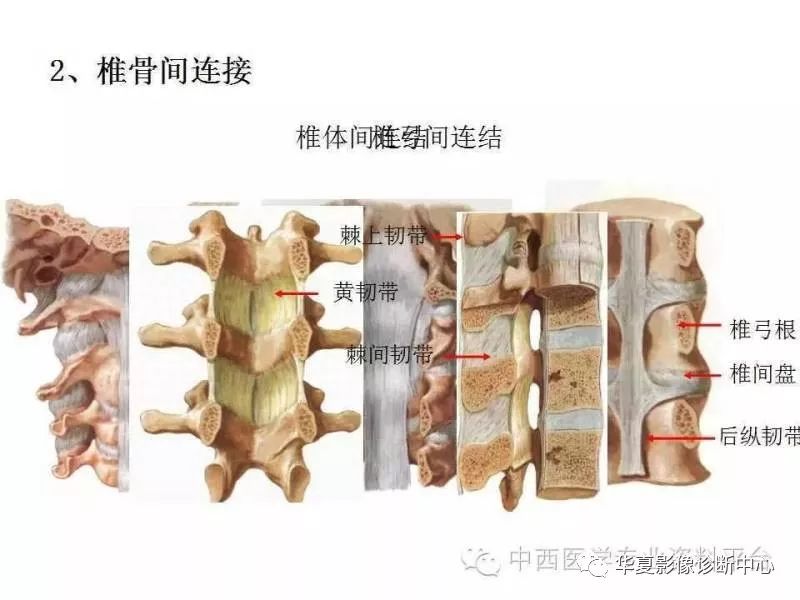 详细人体解剖之脊柱医学课件大家都收藏了