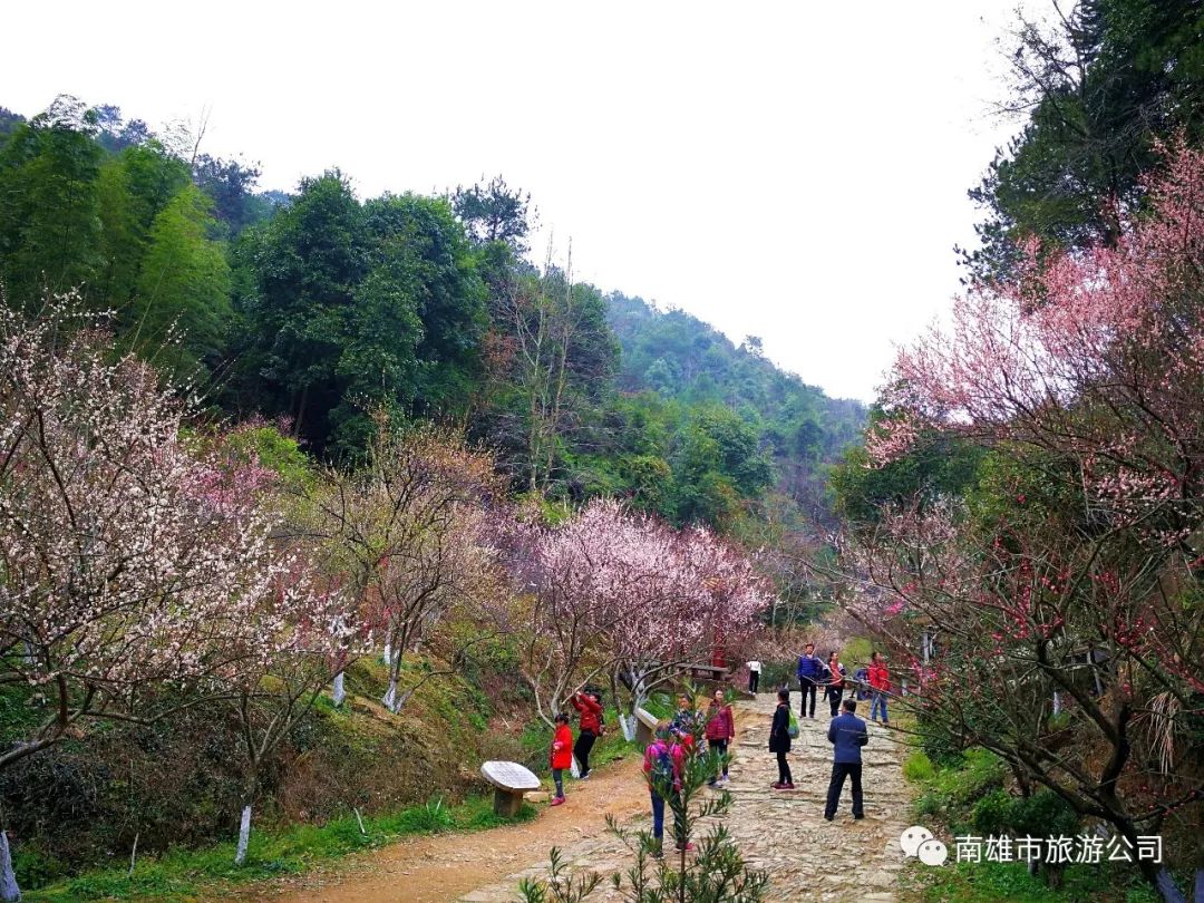 南雄寒梅已开好此时不来你将错过花期