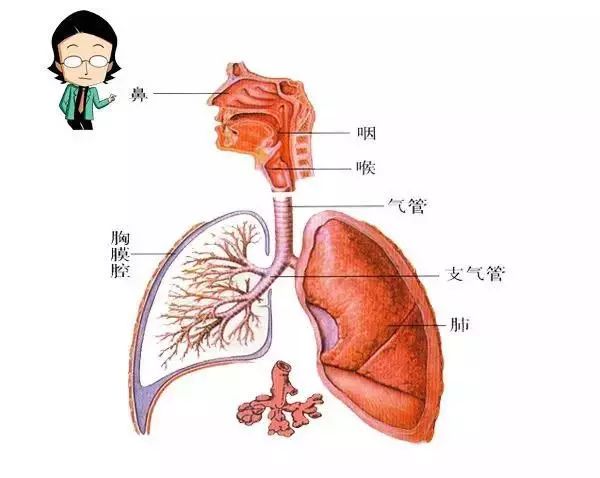 两者紧紧拥抱 成为了鼻腔里的502胶 阻挡所有的灰尘与细菌"鼻腔粘液"