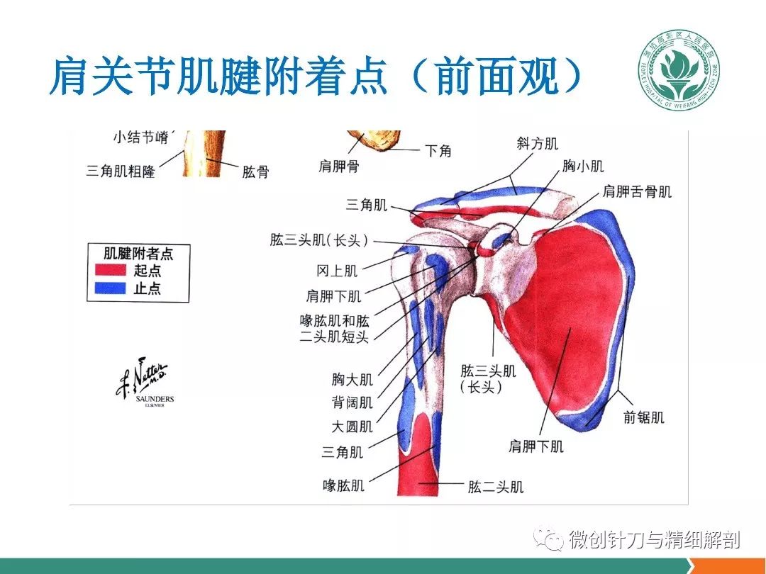 肩关节软组织压痛点的解剖与临床