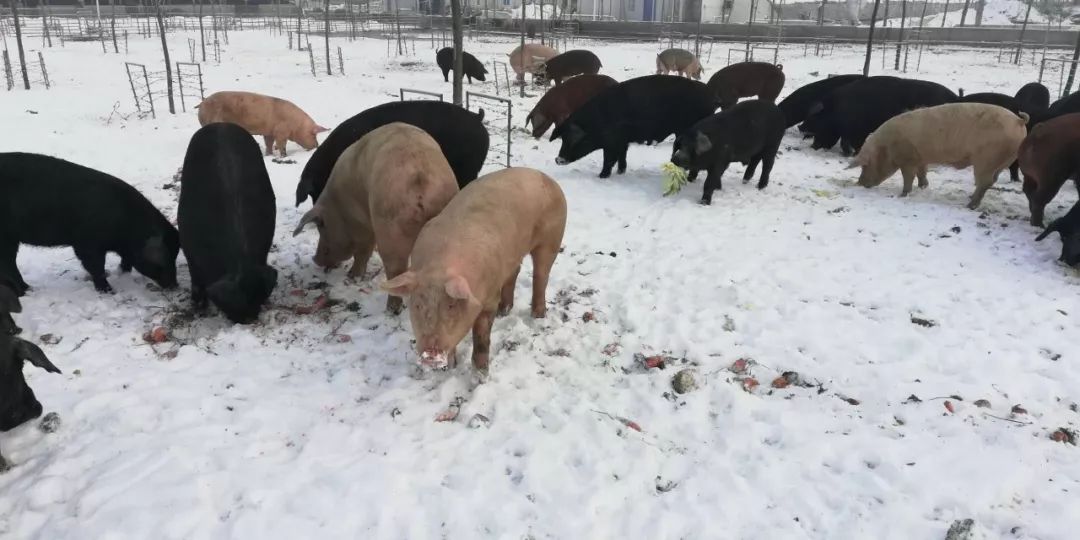 众口生态年份猪雪地觅食情趣欢