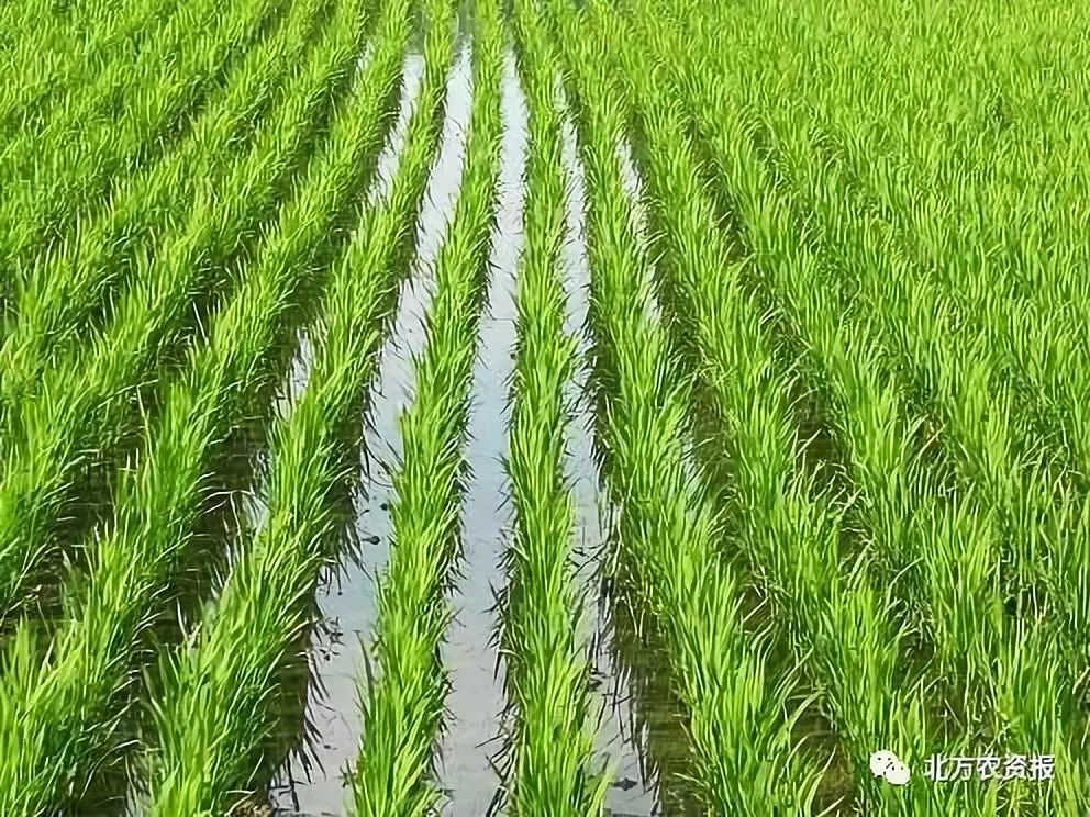 今年作物预防哪些病虫害?小麦赤霉病,水稻"两迁"害虫重发风险高