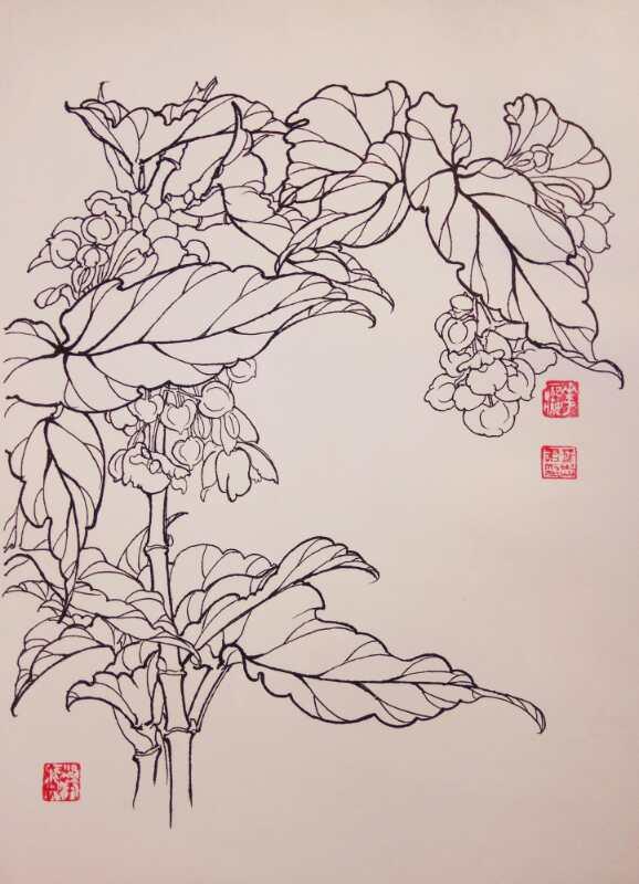 19,叶志军的钢笔画第八百三十八幅——竹节海棠(硬笔白描花卉习作)18