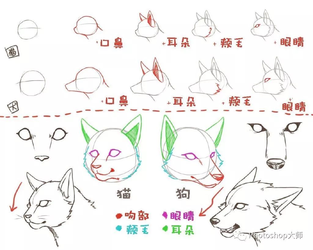 猫和狗的区别画法从体态到姿势的总结