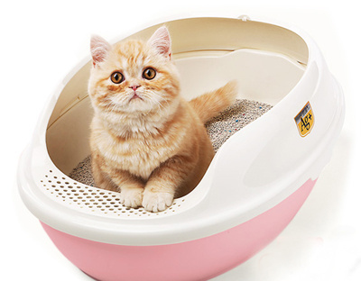 貓咪為什麼會吃貓砂？可能是缺少微量元素，提醒你該換貓糧了 萌寵 第5張