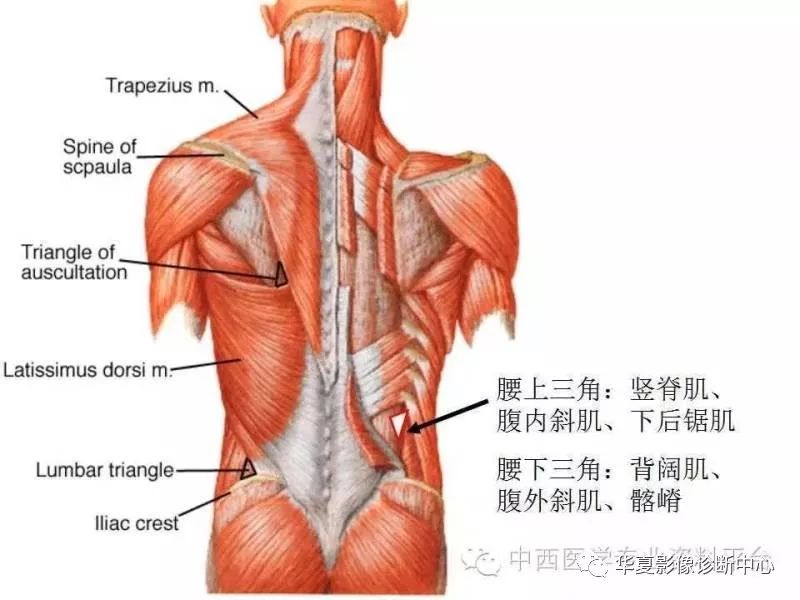 详细人体解剖之脊柱【医学课件】大家都收藏了