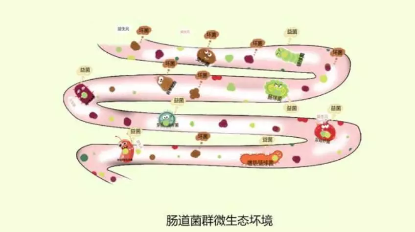 肠道微生态是指肠道正常菌群与其宿主相互作用影响的统一体.