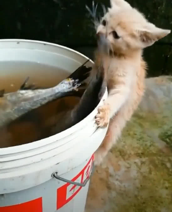 小橘貓趴在水桶上，嘴巴咬著魚尾巴，網友笑噴：放棄吧，你吃不了 萌寵 第3張