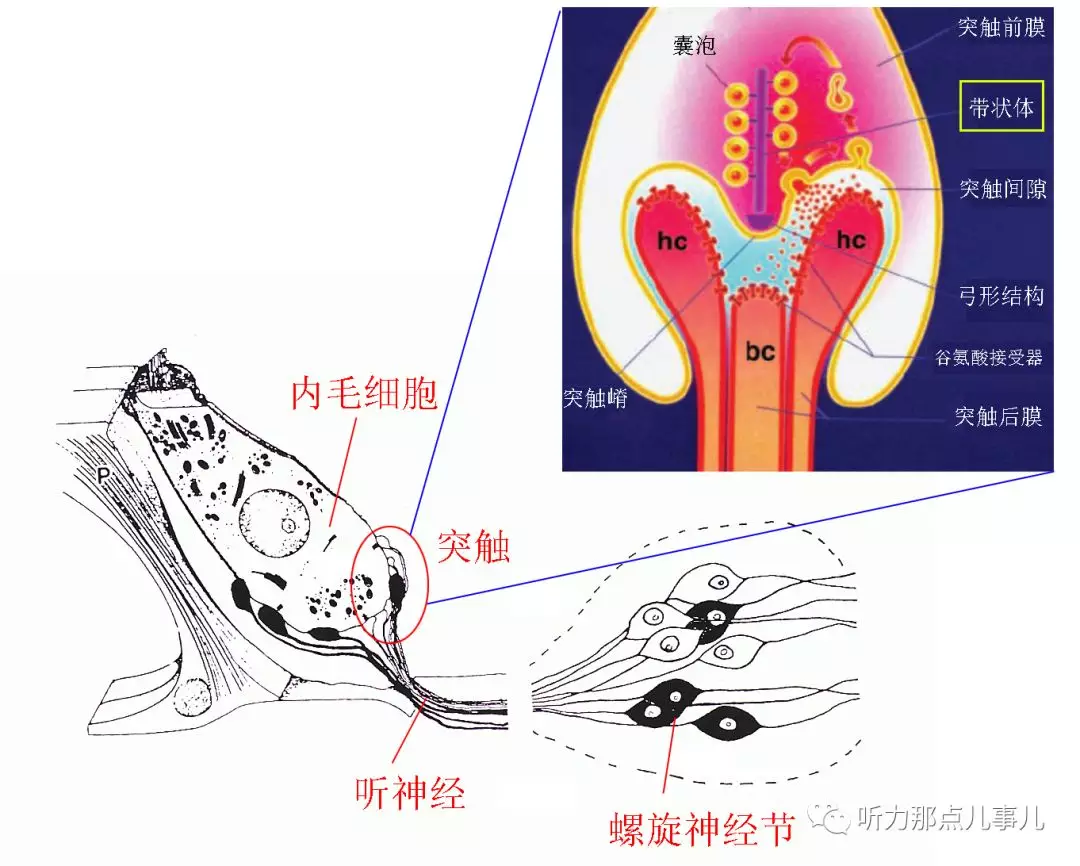 图8无论是视感细胞还是听觉毛细胞,作为外周感受器,都需要面对一个