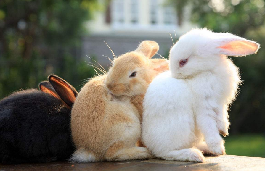 宠物兔外表虽然萌,可是也有"蔫坏"的小脾气,不调教是不行的_兔子