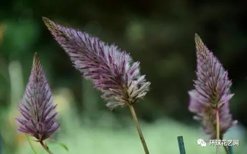 19年初花语集锦 精选100种必知常见花材震撼来袭 爱情